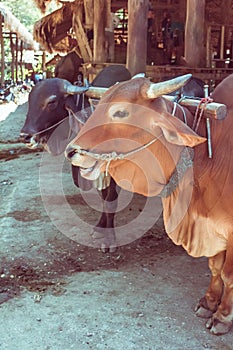 Pair of oxen with halter yoked together standing in the farm in