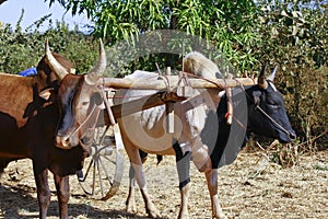 Pair of oxen in a wooden yoke for pulling cart