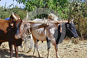 Pair of oxen in a wooden yoke for pulling cart