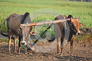 pair of oxes on the crop land