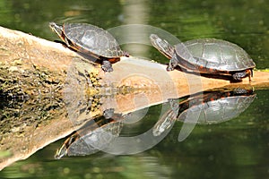 Pair of Painted Turtles (Chrysemys picta)