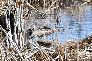 Pair of Painted Turtles (Chrysemys picta) resting on log at Copeland Forest