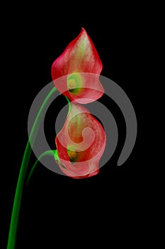 Pair of pale red mini calla lillies against black background