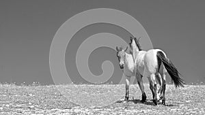 Pair of pale roan wild horses walking up hillside in the western USA - black and white
