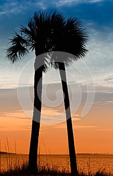 Pair of Palm Trees in Panama City, Florida photo