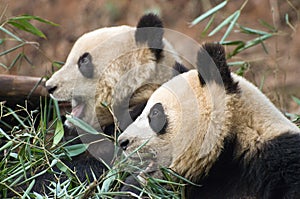 Pair of Pandas