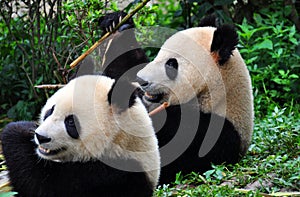 A pair of Pandas at Chengdu.