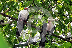 Pair of Papuan mountain pigeons perched on a tube under green leaves