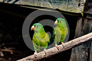 Pair of parakeets posing with side face on a wooden stick.