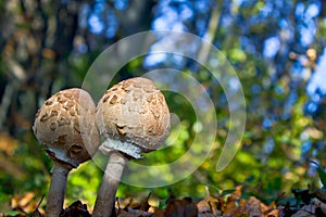 Pair of parasol mushrooms - Macrolepiota procera