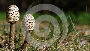 Pair of parasol mushrooms Macrolepiota procera at the road side