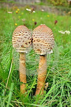 A pair of parasol mushrooms in a meadow.