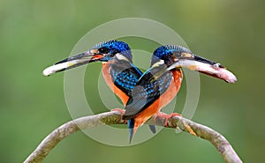 Pair parents of Blue-eared kingfisher, lovely vivid blue birds with bright brown belly carrying fresh fish in their mouth to feed