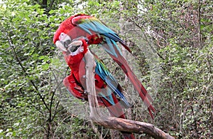 Pair of parrot birds