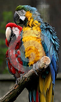 Pair of Parrots