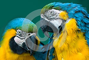 Pair of parrots