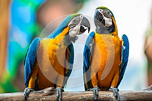 A pair of parrots