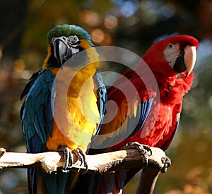 Un párrafo de loros 