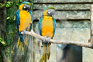 Pair of parrots, blue-and-yellow macaw ara ararauna sitting on