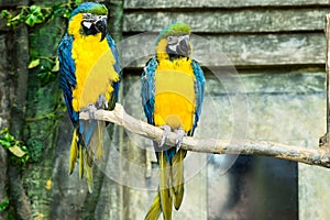 Pair of parrots, blue-and-yellow macaw ara ararauna sitting on