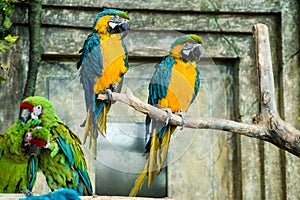 Pair of parrots, blue-and-yellow macaw ara ararauna sitting