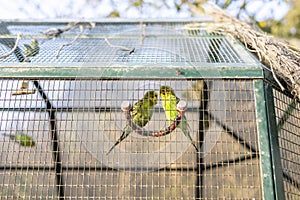 Pair of parrots in the cage of an animal park