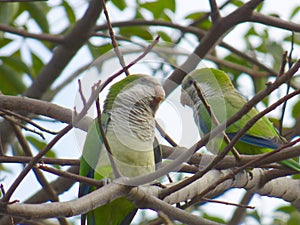 Pair of parrots. Green parrots. Couple of parrots