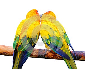 Pair of parrots kissing