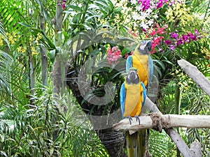 Pair of parrots (landscape)