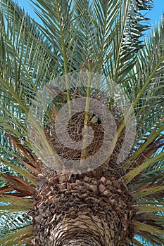 a pair of parrots in a nest