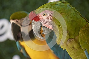Pair of parrots shot in a shaded area