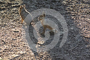 Pair of Patagonian Mara - Dolichotis patagonum