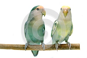 Pair of Peach-faced Lovebirds