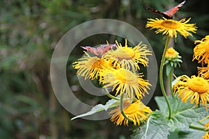 A Pair Of Peacock Butterflies On Yellow Inula Helenium