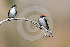 A pair of pearl breasted swallows