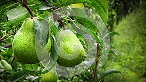 Pair of pears hanging on a tree, They look delicious and ripe