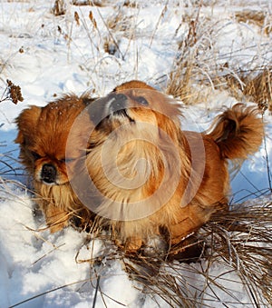 A pair of Pekingese