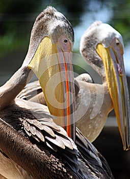 Pair of pelicans photo