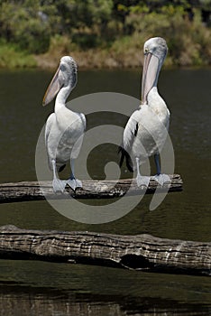 Pair of pelicans by lake