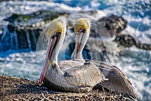 A Pair of Pelicans