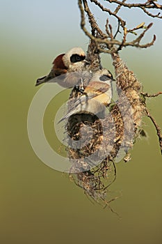 Pair of Penduline building hid nest on branch