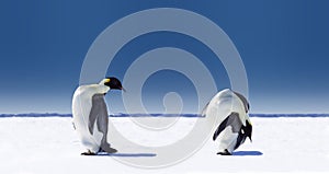 Pár z tučniaky 