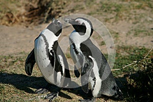 Pair of Penguins