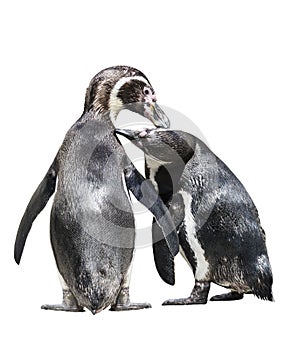 A pair of penguins brush each other`s feathers.