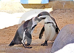 Pair of penguins cleaning each other