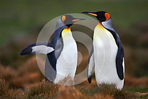 Pair of penguins. Mating king penguins with green background in Falkland Islands. Pair of penguins, love in the nature. Beautiful