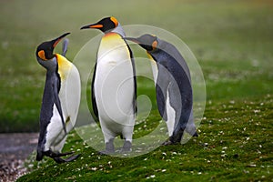 Pair of penguins. Mating king penguins with green background in Falkland Islands. Pair of penguins, love in the nature. Beautiful