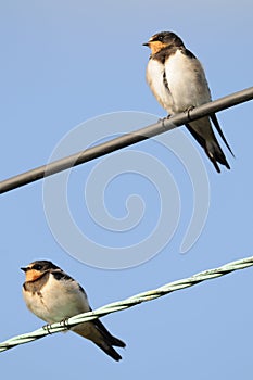 Pair of perched juvenile Barn Swallows