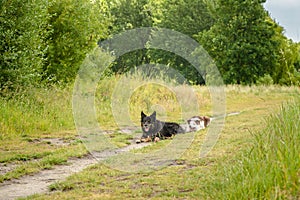 Pair of pet border collie herding dogs ball playing ball in the park