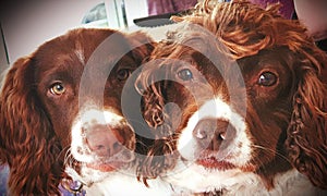 Pair of pet dogs faces closeup next to each other looking at camera